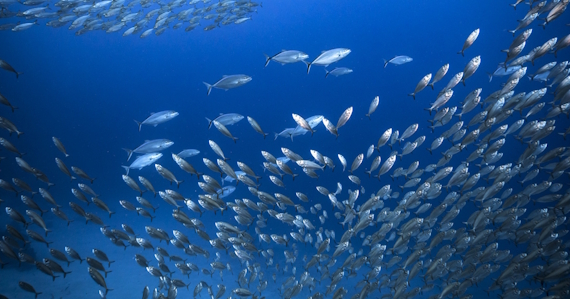 Contributing to ocean preservation