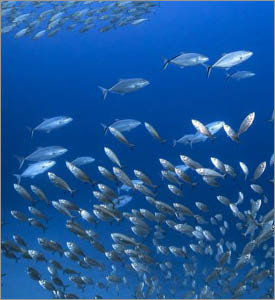 Contributing to ocean preservation