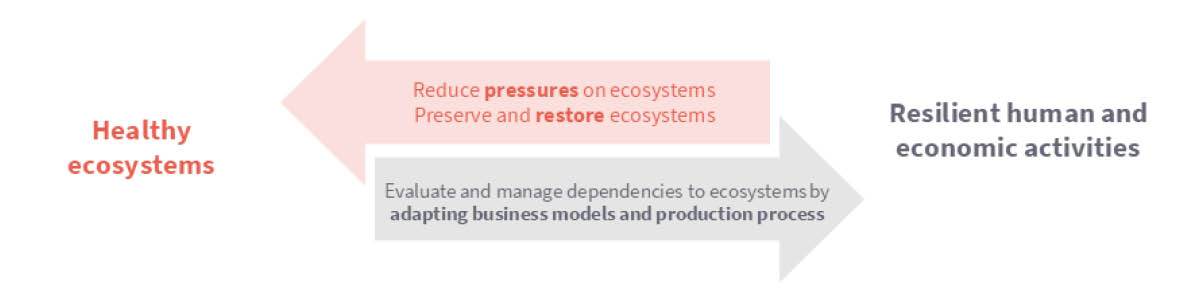 Directional diagram showing a transition from “Healthy ecosystems” to “Resilient human and economic activities”